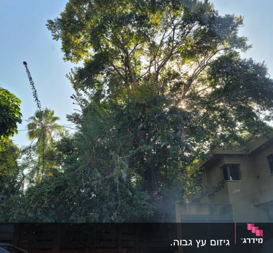 עץ גדול עם ענפים צפופים, מתאים לגיזום